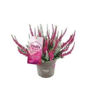 Calluna 'Garden Girls Fluffy Kiss'