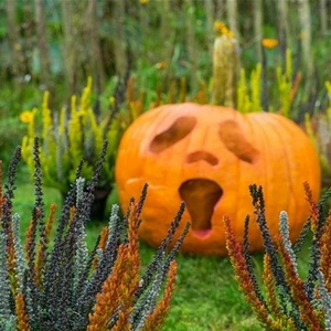 Calluna vulgaris 'Garden Girls Halloween Girls' 11cm - image 2
