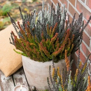 Calluna vulgaris 'Garden Girls Halloween Girls' 11cm - image 4