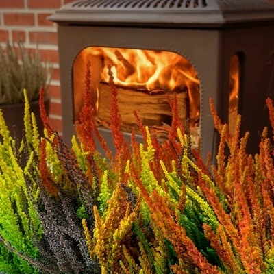 Calluna vulgaris 'Garden Girls Halloween Girls' 11cm - image 3