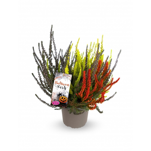 Calluna vulgaris 'Garden Girls Halloween Girls' 11cm - image 5