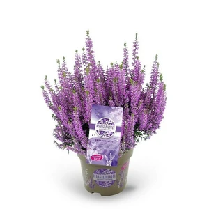 Calluna vulgaris 'Garden Girls Herbstlavendel' 11cm - image 1
