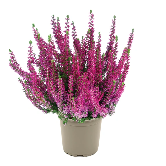 Calluna vulgaris 'Garden Girls Leandra'