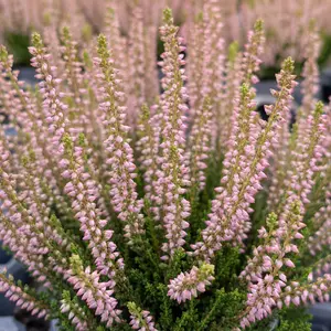 Calluna vulgaris 'Garden Girls Light Pink'