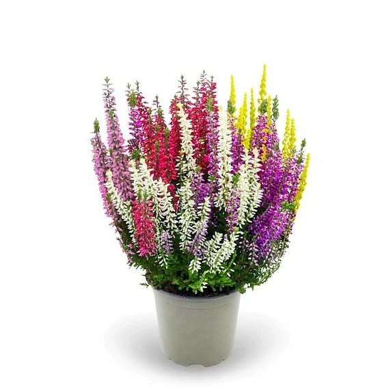 Calluna vulgaris 'Garden Girls Smixies' 11cm - image 1