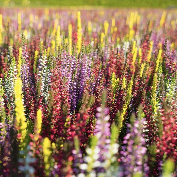 Calluna vulgaris 'Garden Girls Smixies' 11cm - image 2