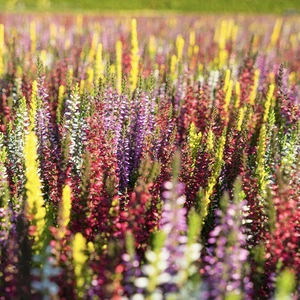 Calluna vulgaris 'Garden Girls Smixies' 11cm - image 2