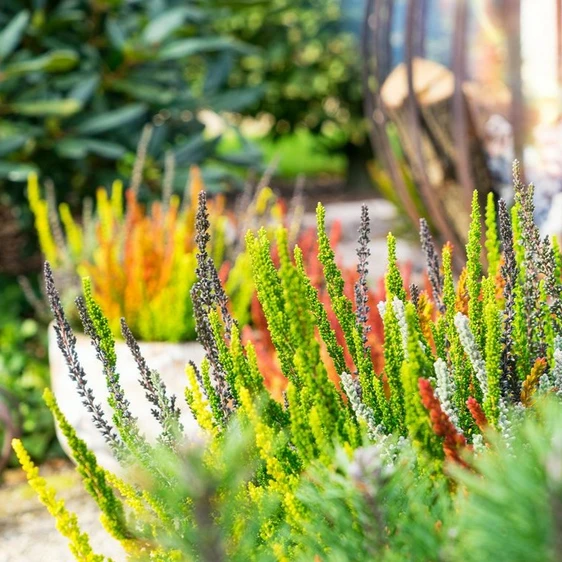 Calluna vulgaris 'Garden Girls Sunset Fire' 11cm - image 2
