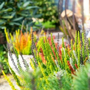 Calluna vulgaris 'Garden Girls Sunset Fire' 11cm - image 2