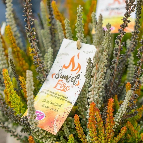 Calluna vulgaris 'Garden Girls Sunset Fire' 11cm - image 3