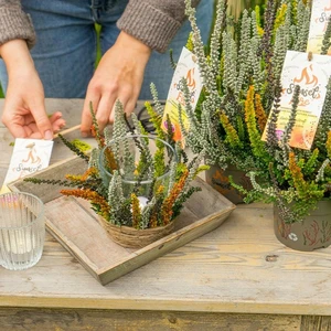 Calluna vulgaris 'Garden Girls Sunset Fire' 11cm - image 4