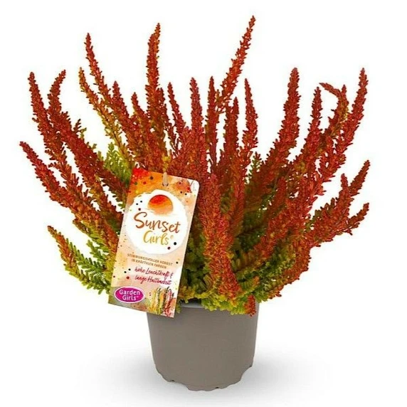 Calluna vulgaris 'Garden Girls Sunset Girls' 11cm - image 1