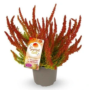 Calluna 'Garden Girls Sunset Girls'