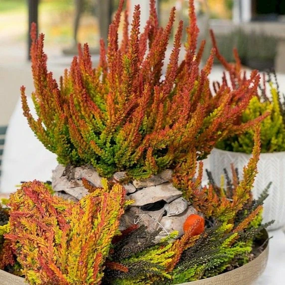 Calluna vulgaris 'Garden Girls Sunset Girls' 11cm - image 8
