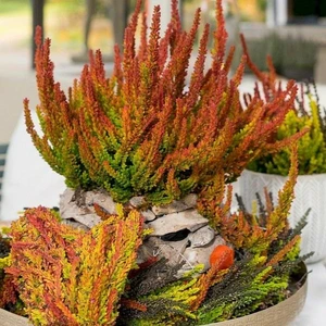 Calluna vulgaris 'Garden Girls Sunset Girls' 11cm - image 8