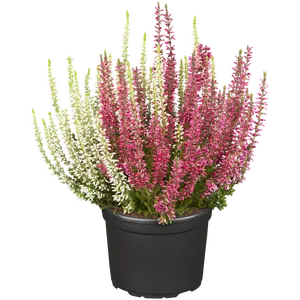 Calluna vulgaris 'Garden Girls Twin Girls' 1L - image 2