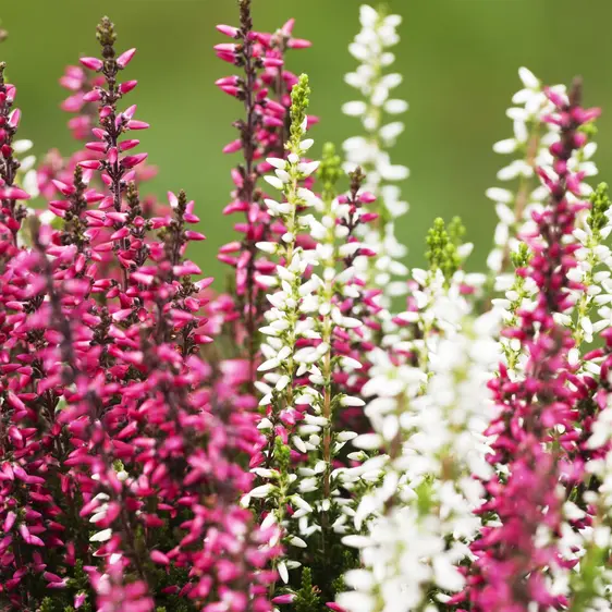 Calluna vulgaris 'Garden Girls Twin Girls' 1L - image 1