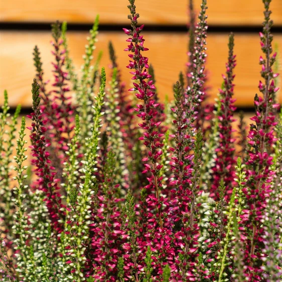 Calluna vulgaris 'Garden Girls Twister Girls' 11cm - image 1