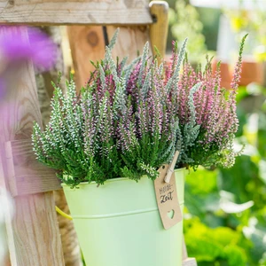 Calluna vulgaris 'Garden Girls Twister Girls' 11cm - image 3