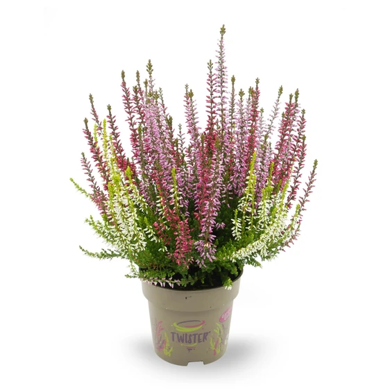 Calluna vulgaris 'Garden Girls Twister Girls' 11cm - image 2
