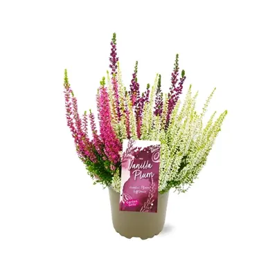 Calluna vulgaris 'Garden Girls Vanilla Plum Trio' 11cm