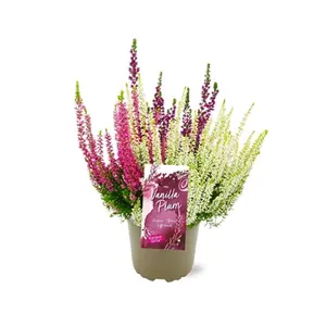 Calluna vulgaris 'Garden Girls Vanilla Plum Trio' 11cm