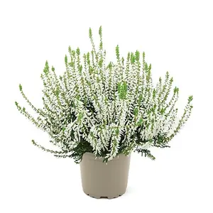 Calluna vulgaris 'Garden Girls White' - image 2