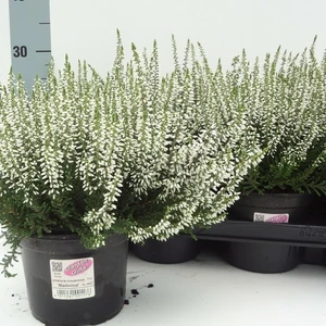 Calluna vulgaris 'Garden Girls White'