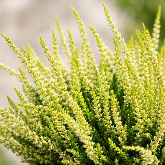 Calluna vulgaris 'Garden Girls Yellow'