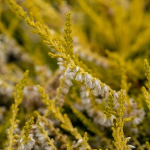 Calluna vulgaris 'Gold Haze' 9cm