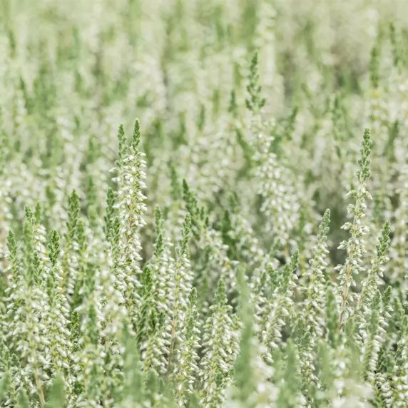 Calluna vulgaris 'Spring Cream' 9cm