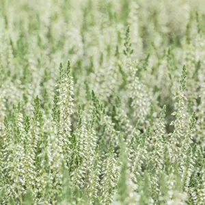 Calluna vulgaris 'Spring Cream' 9cm