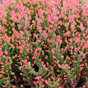 Calluna vulgaris 'Spring Torch' 9cm
