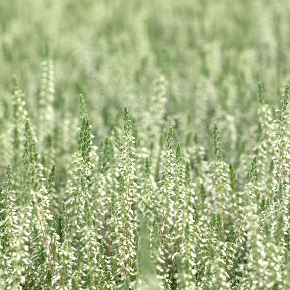 Calluna vulgaris 'Velvet Fascination' 9cm