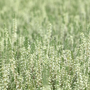 Calluna vulgaris 'Velvet Fascination' 9cm