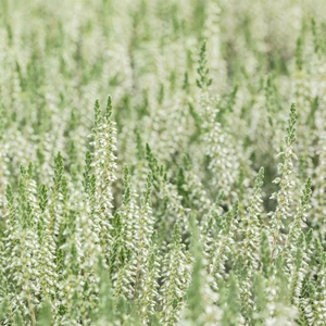 Calluna vulgaris 'Spring Cream'