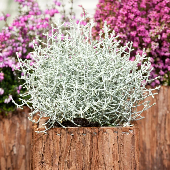 Calocephalus brownii 'Silver Sand' - image 1