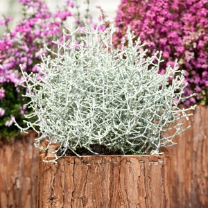 Calocephalus brownii 'Silver Sand' - image 1