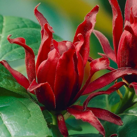 Calycanthus floridus