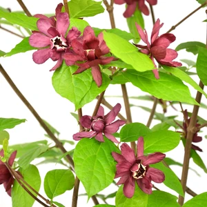 Calycanthus × raulstonii 'Hartlage Wine' 10L