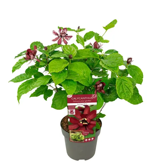 Calycanthus × raulstonii 'Hartlage Wine' 11L - image 3