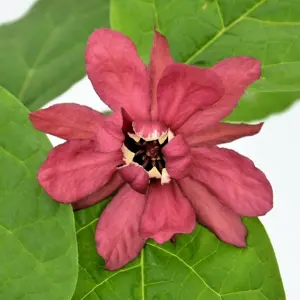 Calycanthus × raulstonii 'Hartlage Wine' 11L - image 2