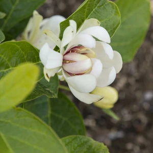 Calycanthus 'Venus' - image 2