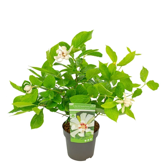 Calycanthus 'Venus' - image 3