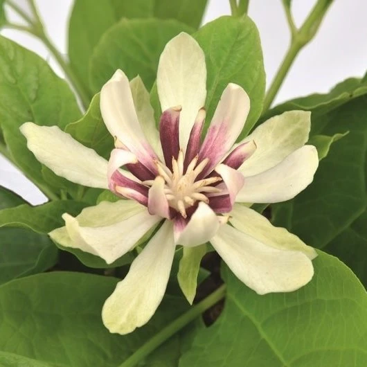 Calycanthus 'Venus'