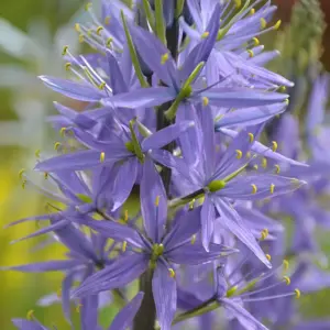 Camassia leitchlinii 'Caerulea' 1L - image 1