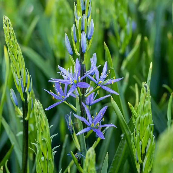 Camassia leitchlinii 'Caerulea' 1L - image 3