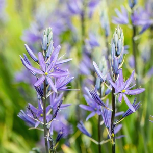 Camassia leitchlinii 'Caerulea' 1L - image 2