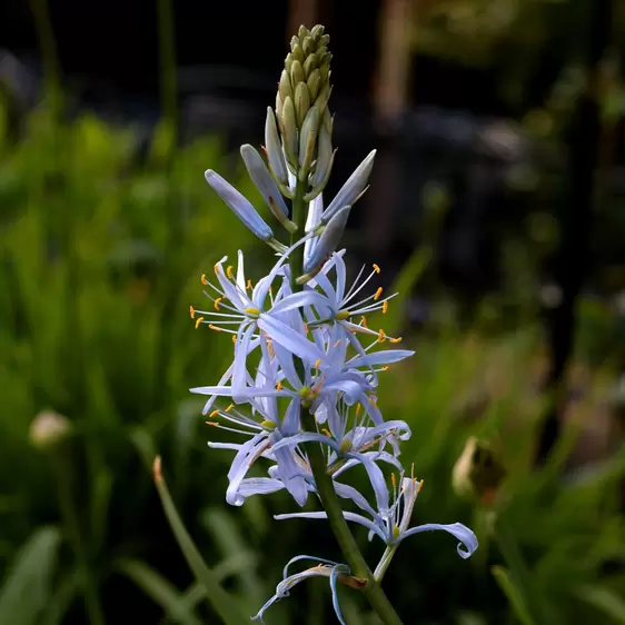 Camassia cusickii