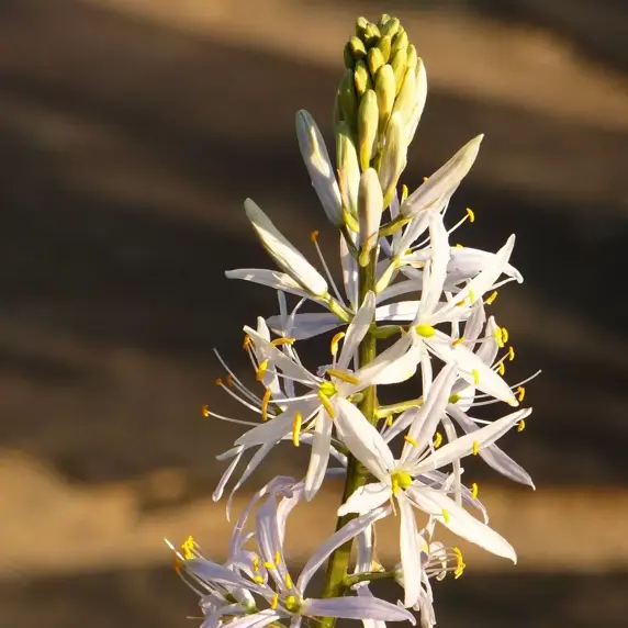 Camassia leitchlinii 'Alba'